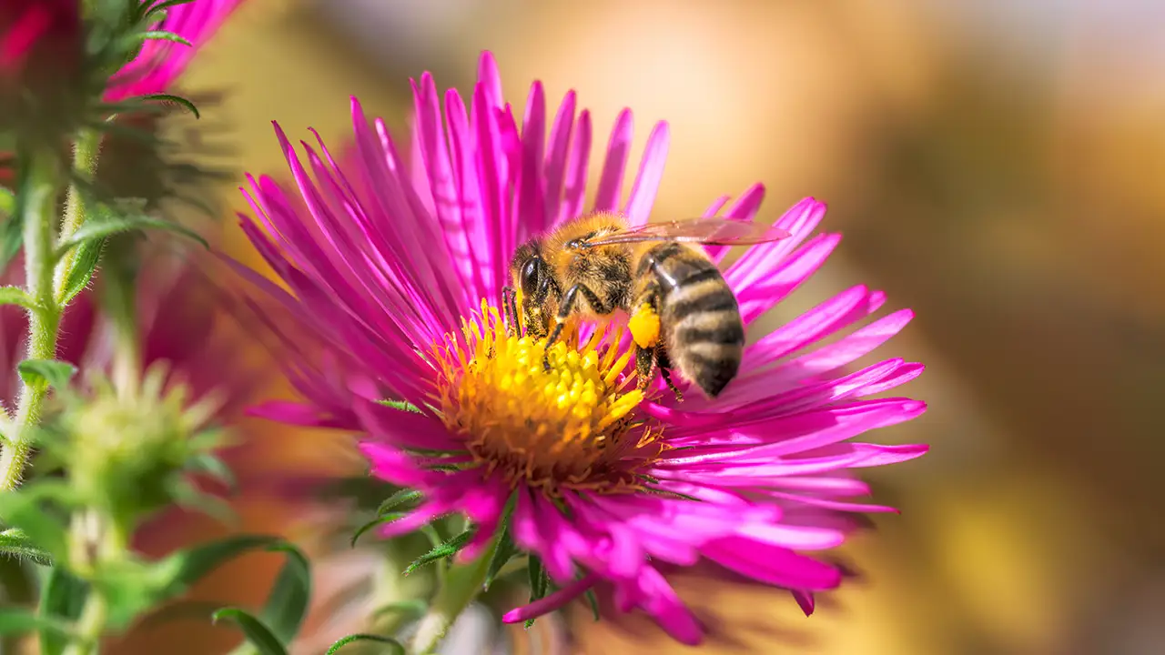 Παγκόσμια Ημέρα Μέλισσας