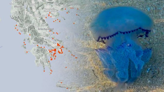 Αποκαλυπτικός χάρτης για τις Μωβ μέδουσες στην Ελλάδα
