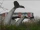 Ρότερνταμ: Συρμός του μετρό «προσγειώθηκε» στην ουρά μιας φάλαινας!